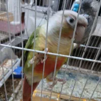 طوطی گرینچینگ و عروس هلندی|پرنده|بیرجند, |دیوار