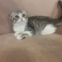 بچه گربه اسکاتیش فولد