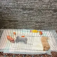 قفس سگ|لوازم جانبی حیوانات|ری, ظهیرآباد|دیوار