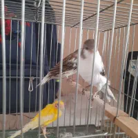 قناری نروماده