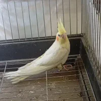 عروس هلندی لوتینو ۴۰ روزه