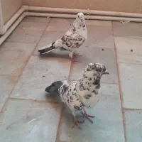 کبوتر ( کفتر پرشی)|پرنده|یزد, |دیوار