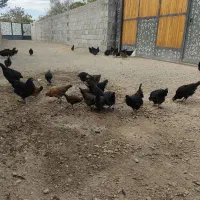 نیمچه گلین لری و تخم نطفه دار استرالوپ ویاندوت|حیوانات مزرعه|تبریز, |دیوار