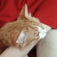 گربه|گربه|کرج, شهرک آسمان|دیوار