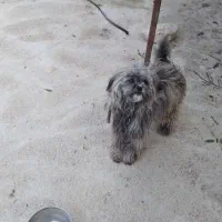 واگذاری سگ پاکوتاه