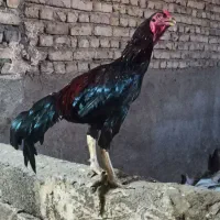 خروس و جوجه لاری|حیوانات مزرعه|خوی, |دیوار