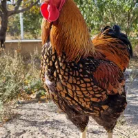 جوجه مرغ و خروس نژاد ویاندوت گلد آمریکایی