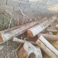 خرید چوب وبرش زدن درخت‌های مزاحم پیر|خدمات باغبانی و درختکاری|رفسنجان, |دیوار