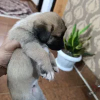 توله ۲ماهه اشپیتز|سگ|خمام, |دیوار