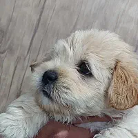 سگ شیتزو عروسکی|سگ|آباده, |دیوار