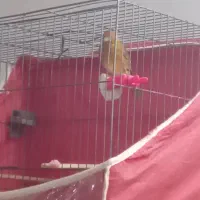 سقا و سهره قناری|پرنده|کرمان, |دیوار