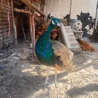 طاووس