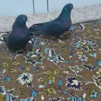کبوتر دوتا ماده|پرنده|رودشت (چهارمحال و بختیاری), |دیوار