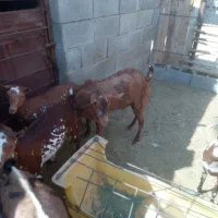 نری صلاله پچی|حیوانات مزرعه|فین, |دیوار