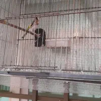 فروش یک جفت سهره نروماده