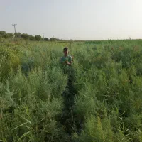 نهال فروشی|خدمات باغبانی و درختکاری|حمیدیه, |دیوار