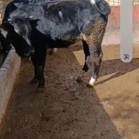 گوساله ی ساله