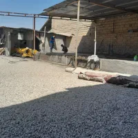 نیروی کار در قالیشویی