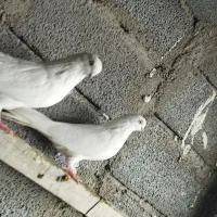 کبوتر نوک سیاه