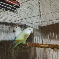 طوطی کوتوله نژاد کرمینو مولد