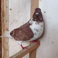 کبوتر گرفته