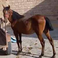 نریان