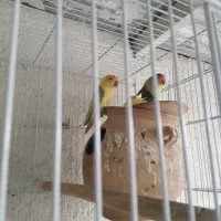 فروش طوطی برزیلی|پرنده|لامرد, |دیوار