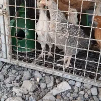 سلام. تعداد ۱۶عدد مرغ وخروس،۲تا خروس لاری،۸تا جوجه|حیوانات مزرعه|قزوین, |دیوار