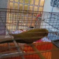 مرغ مینا ومرغ عشق|پرنده|الشتر, |دیوار