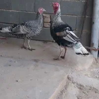 بوقلمون نر و ماده اصل