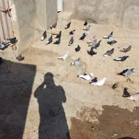 کفتر ۴۰|پرنده|شراء, |دیوار