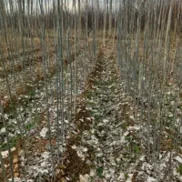 صنوبر یک ساله