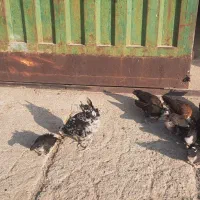 مرغ و خروس گلین با 12 تا جوجه|حیوانات مزرعه|رودهن, |دیوار