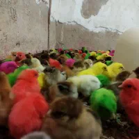 جوجه رنگی وجوجه محلی وجوجه اردک|حیوانات مزرعه|اندیمشک, |دیوار