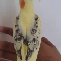 عروس هلندی دوکت