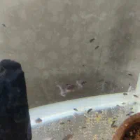 ده عدد بچه ماهی دو ماهه