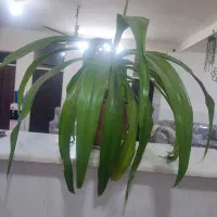 گل موزی