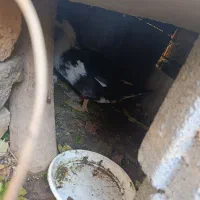 اردک مولد تخم گذار