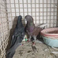 کفتر|پرنده|چهارباغ, |دیوار