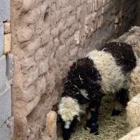 بره ماده