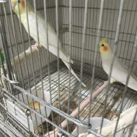 عروس هلندی جفت مولد تضمینی جفت خوب|پرنده|رزن, |دیوار