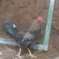فروش خروس محلی سالم