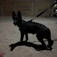 سگ.