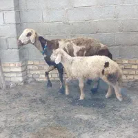 بره بدون مادر فروشی هست بشرط لخت شیرمست