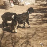 میش قوچ بره ماده ترکی اصل|حیوانات مزرعه|کوهرنگ, |دیوار