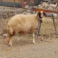 گوسفندابستن درجه یک