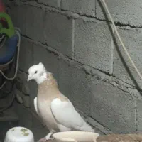 چند عدد کفتر فروشی