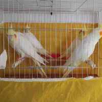 عروس هلندی بادوجوجه|پرنده|سلماس, |دیوار