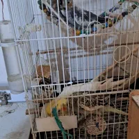 پرنده|پرنده|کوچصفهان, |دیوار