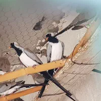 بنام خالق پرندگان|پرنده|تفت, |دیوار